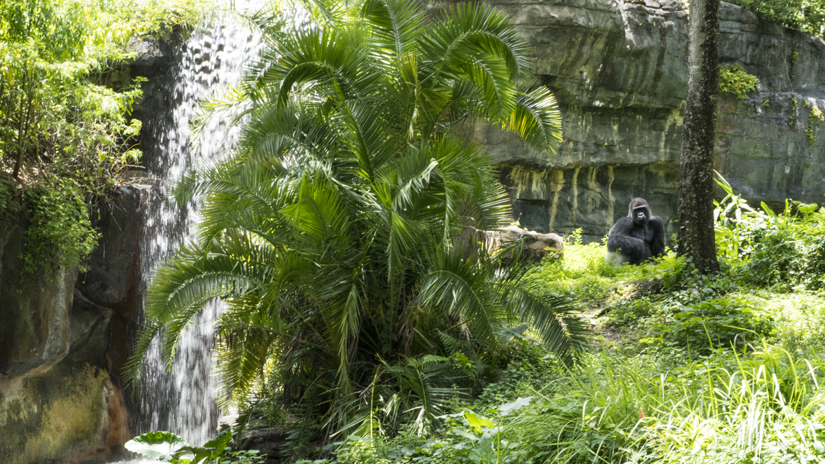 Africa in Animal Kingdom