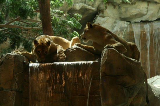 The lion's den at MGM Grand
