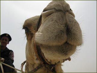 A Camel in Saqqara